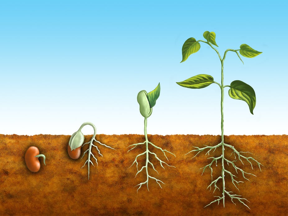 tohum ekimi nasıl yapılır